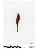 藏品(大檜苔)的圖片